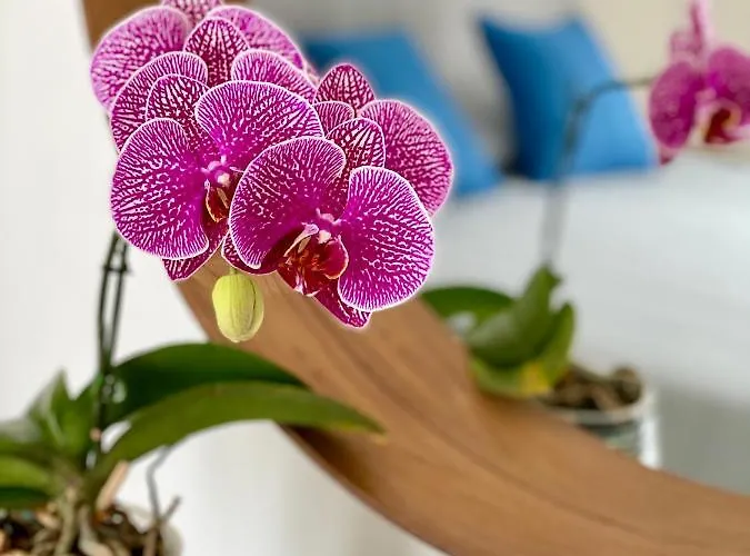 Via Firenze 11 Appartamento